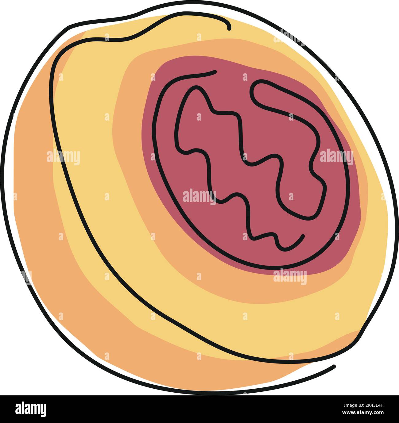 peach fruit line drawing Stock Vector Image & Art - Alamy