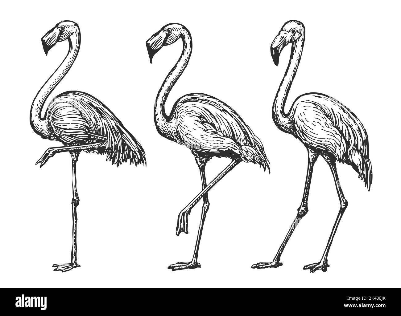 Flamingo sketch. Exotic tropical birds set. Isolated wildlife animals vector illustration in vintage engraving style Stock Vector