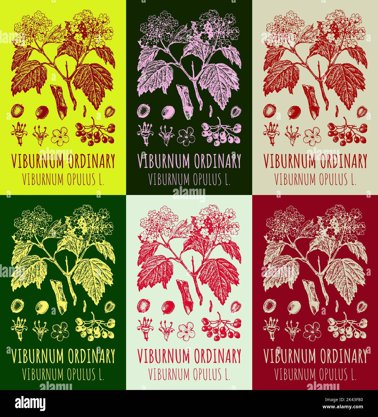 Health Embassy Corteza De Calambre | Viburnum