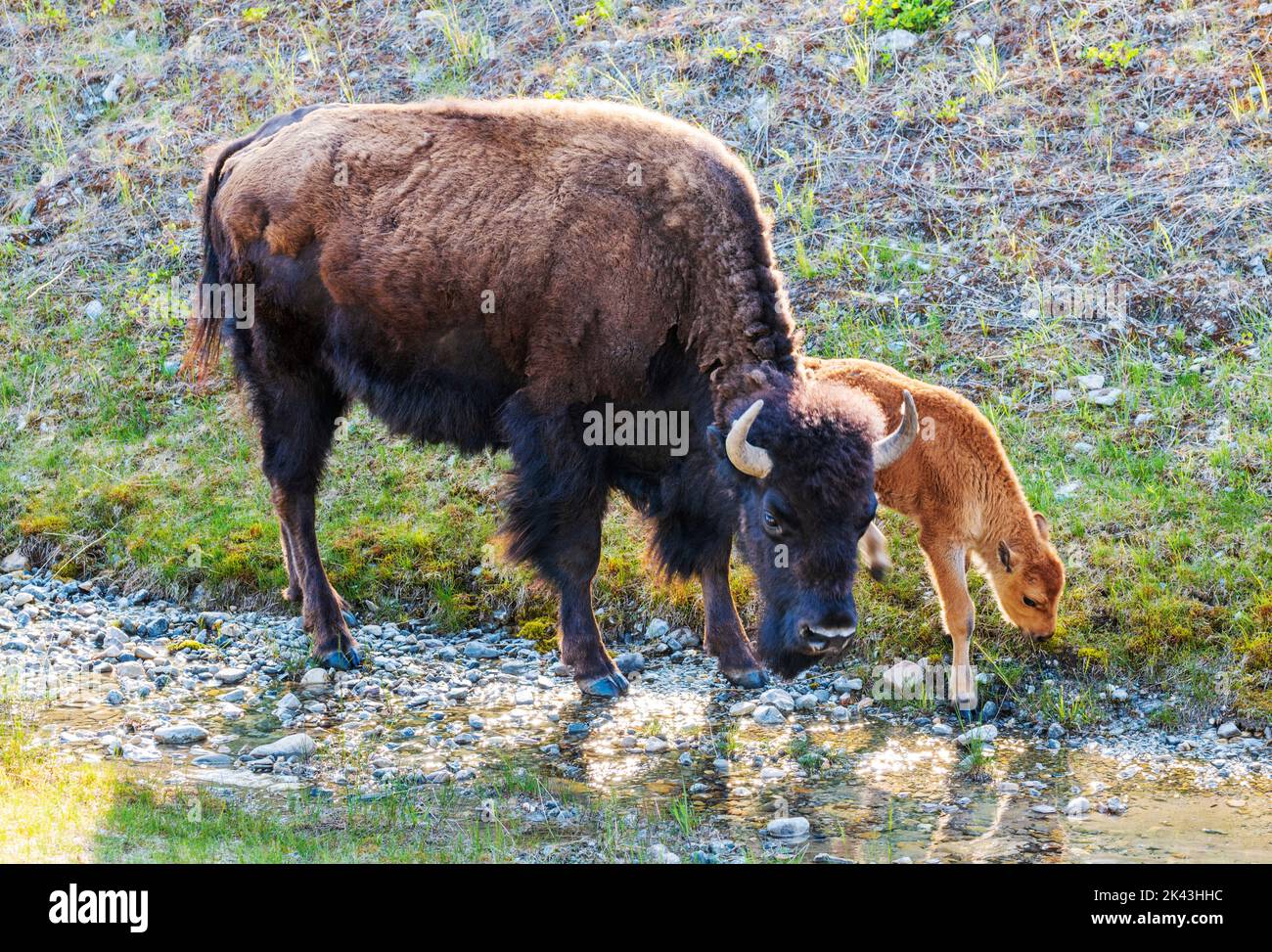 Female cow Wood Bison with young calf; Alaska Highway; British Columbia; Canada Stock Photo