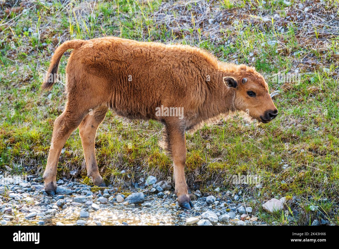 Baby calf Wood Bison; Alaska Highway; British Columbia; Canada Stock Photo