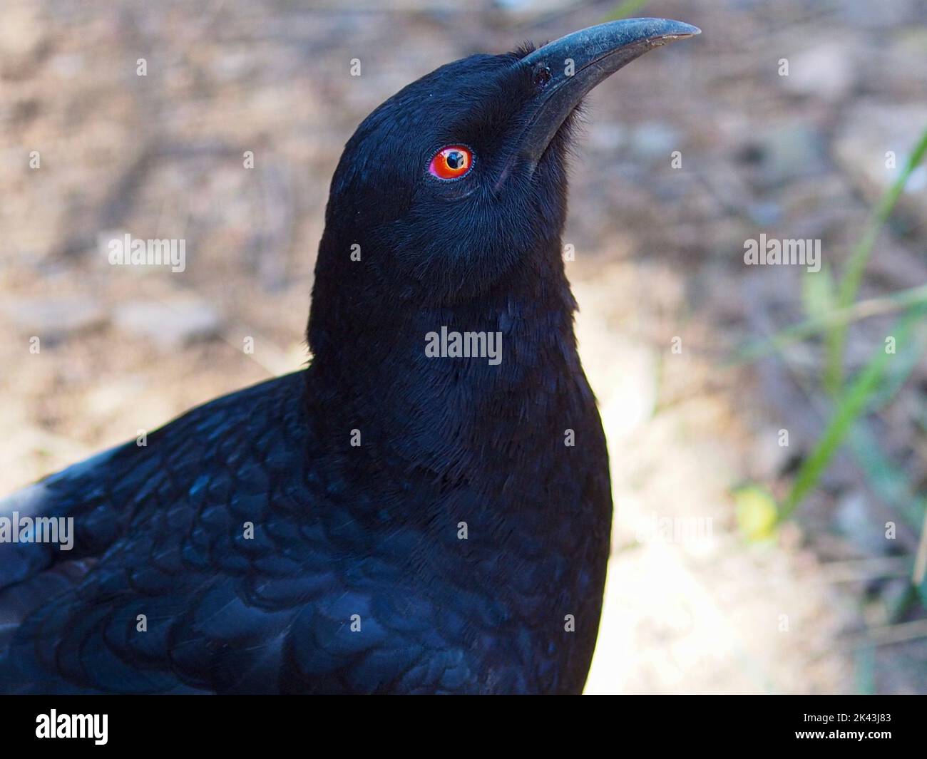 Spectacular wonderful White-winged Chough with amazing red eyes and glossy black plumage. Stock Photo