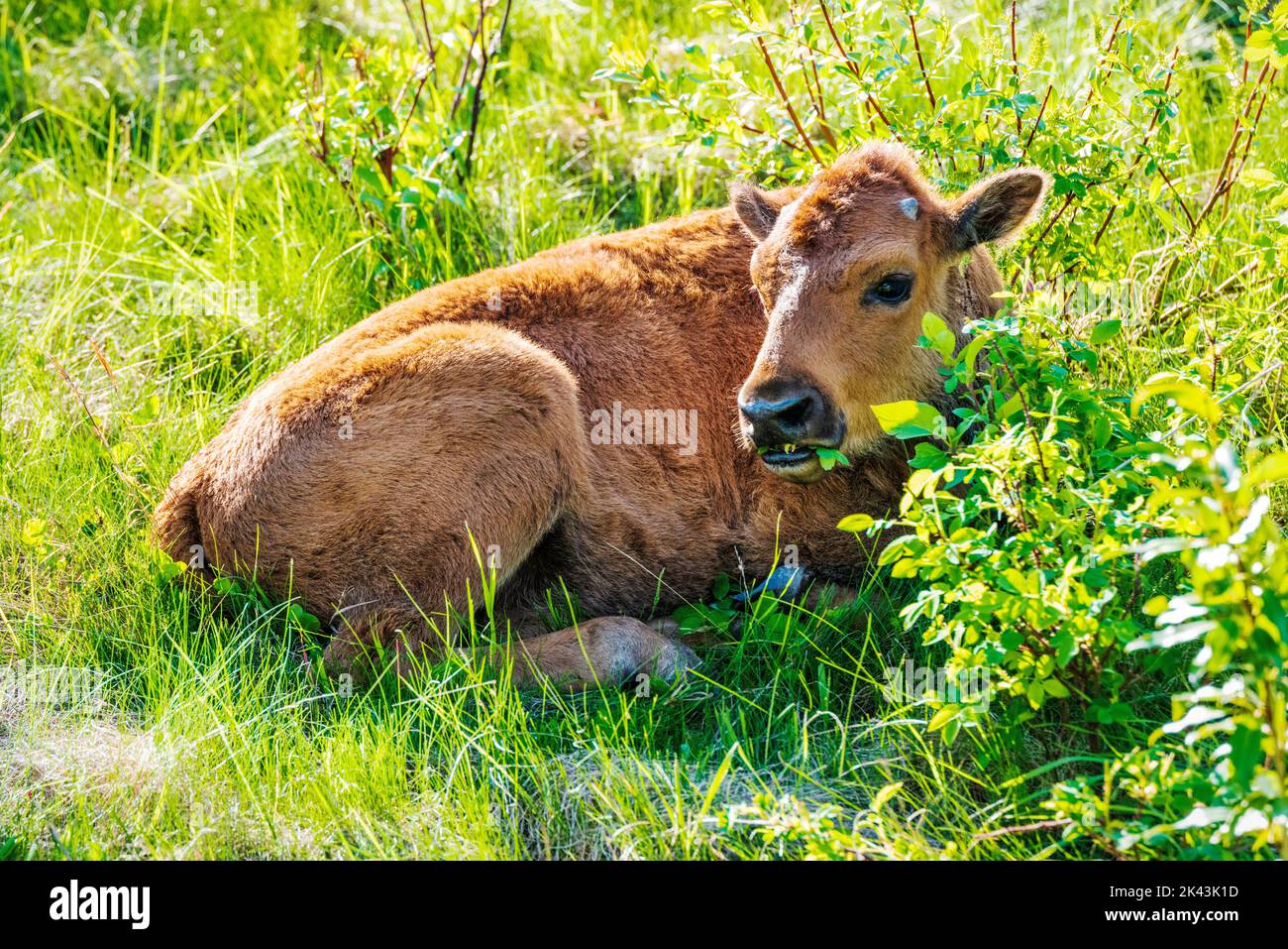 Baby calf Wood Bison; Alaska Highway; British Columbia; Canada Stock Photo