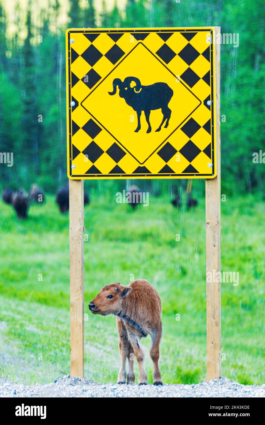 Baby calf Wood Bison under sheep road sign; Alaska Highway; British Columbia; Canada Stock Photo