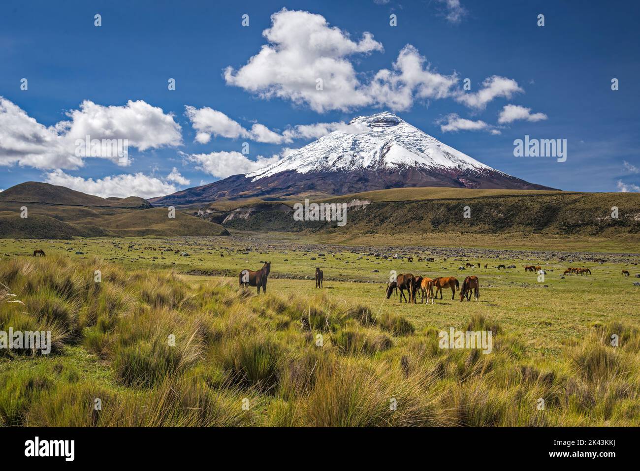 Wide shot of a herd of wild horses grazing on the plain at the foot of the Cotopaxi volcano. In the Cotopaxi protected area, wild horses can be found Stock Photo