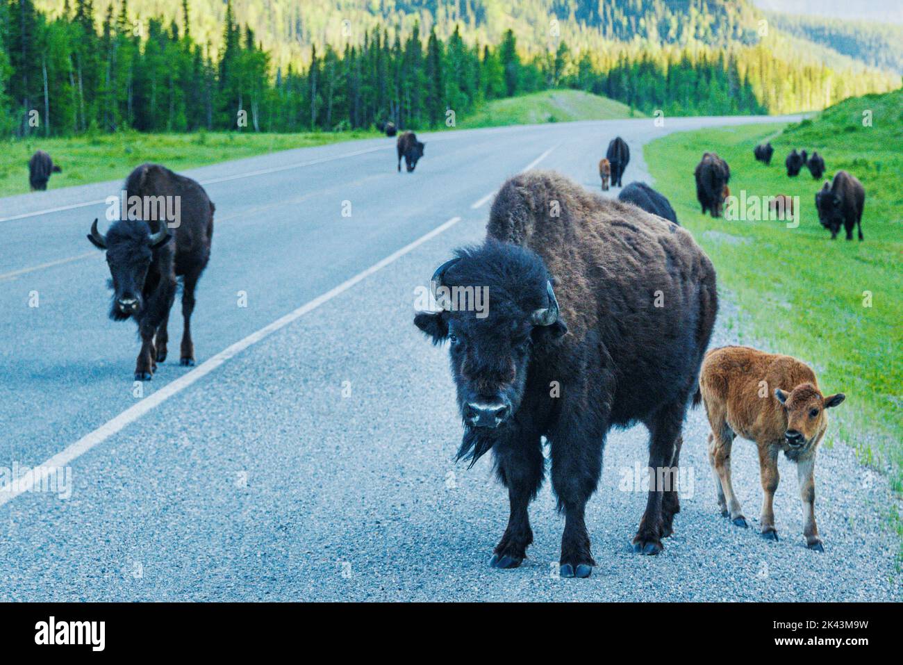 Female cow Wood Bison with young calf; Alaska Highway; British Columbia; Canada Stock Photo