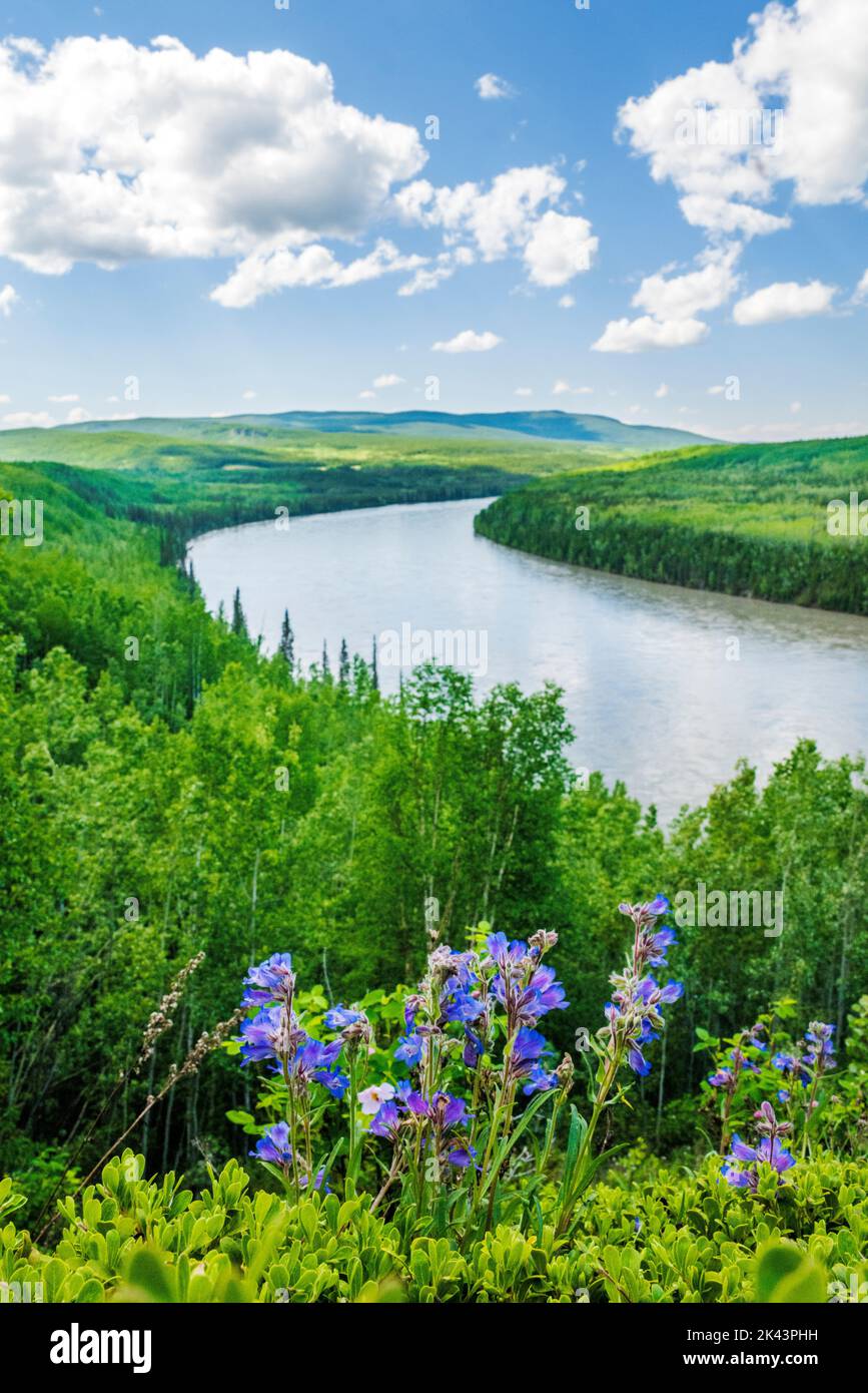 Wildflowers; Liard River near Fireside; Alaska Highway; British Columbia; Canada Stock Photo