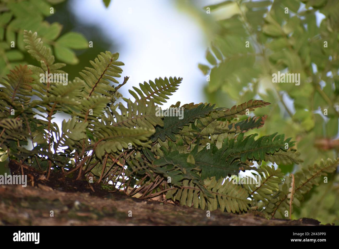 Polypodium sp. ferns on a tree in St. Augustine, Trinidad Stock Photo