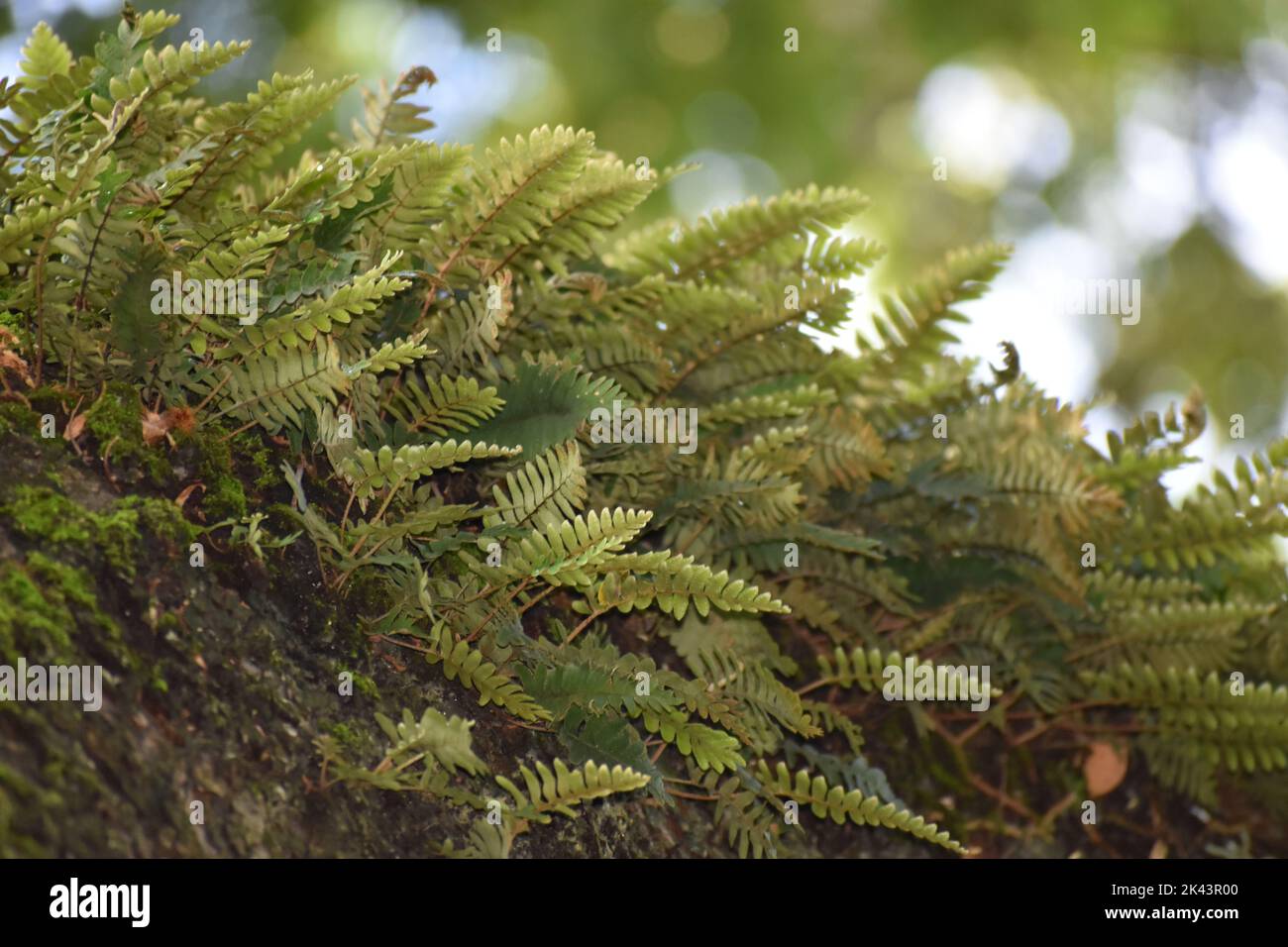 Polypodium sp. ferns on a tree in St. Augustine, Trinidad Stock Photo