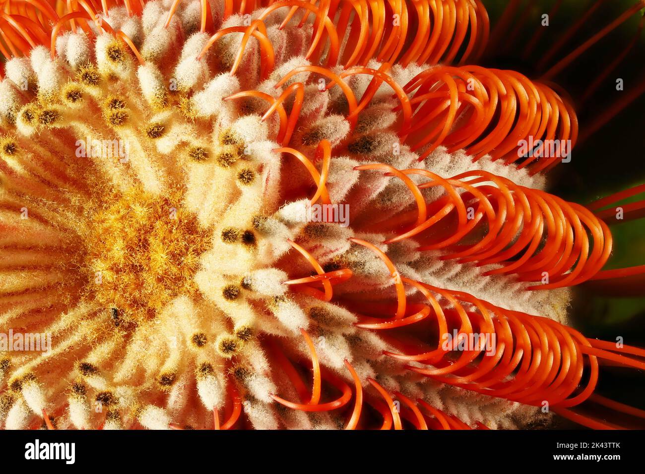 Isolated Scarlet Banksia (Banksia coccinea) inflorescence. Australian