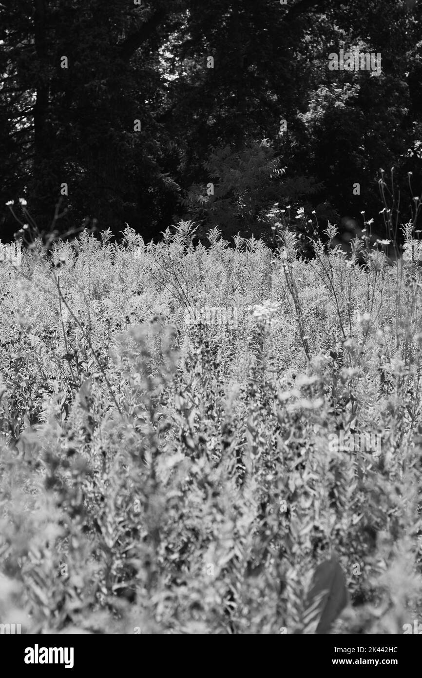 Minimalist view of a wildflower field in a black and white monochrome ...