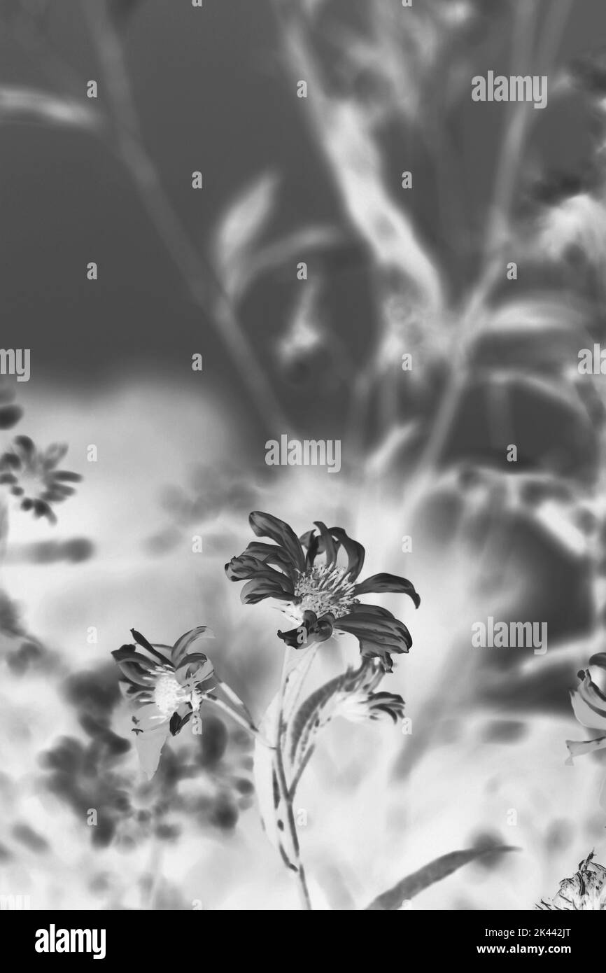 Late morning sun Black and White Stock Photos & Images - Alamy
