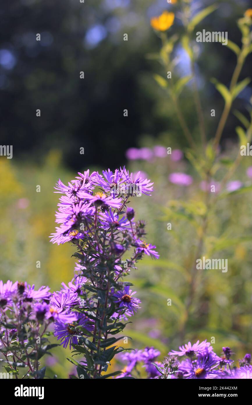 Purple wildflowers growing in the sunny meadow Stock Photo - Alamy