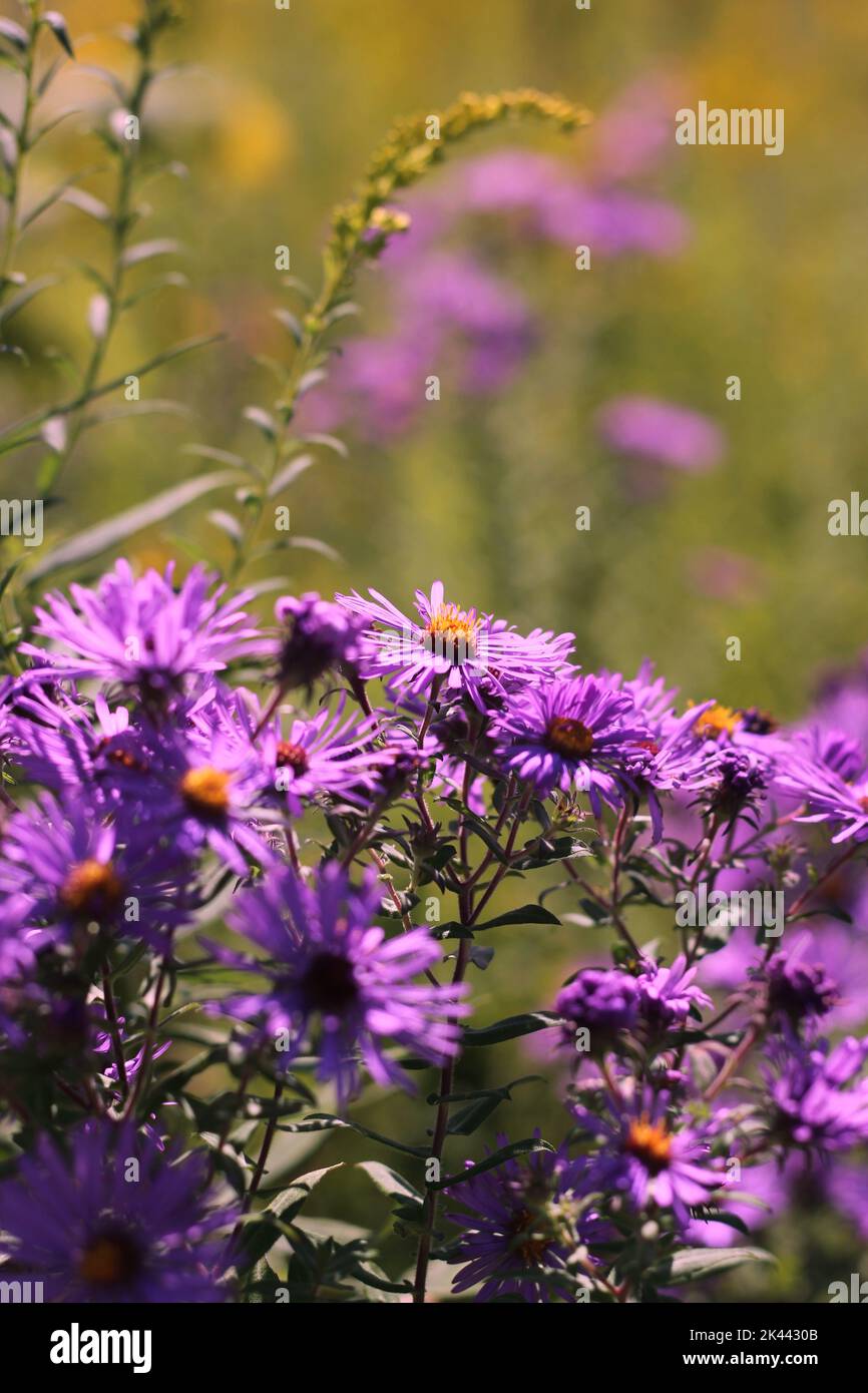 Purple wildflowers growing in the sunny meadow Stock Photo - Alamy
