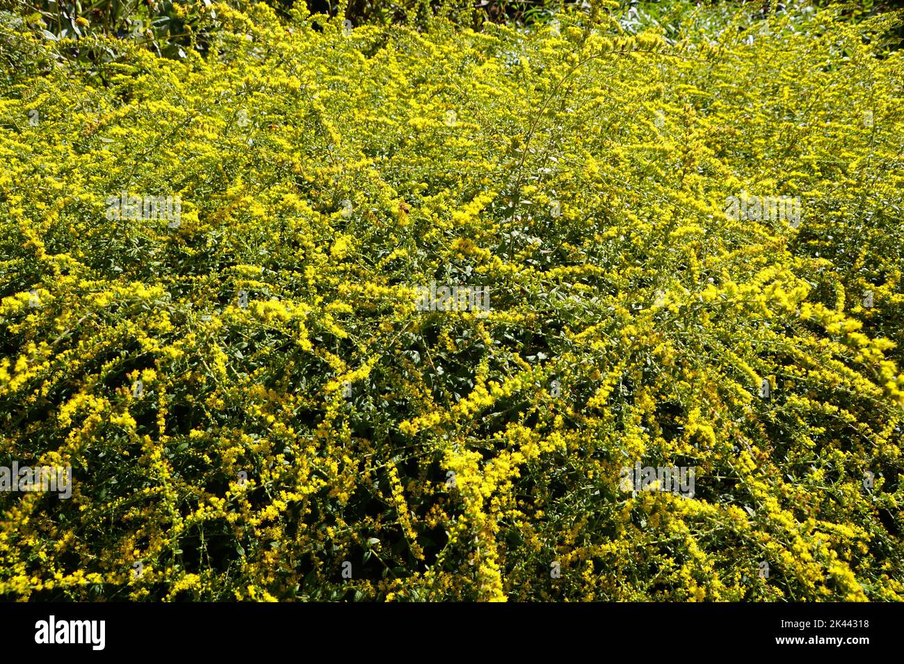 Beautiful tiny yellow flowers of Rough Goldenrod 'Fireworks', with scientific name Solidago Rugosa Stock Photo