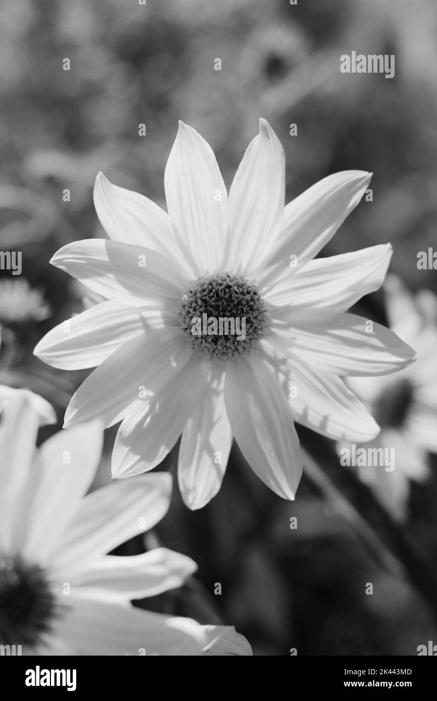 The Good And The Beautiful Summer 2024 Pdf Cissy Deloris