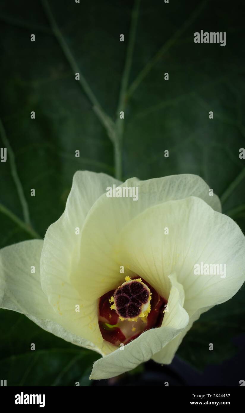 closeup view of yellow okra flower with leaves, also known as ladies