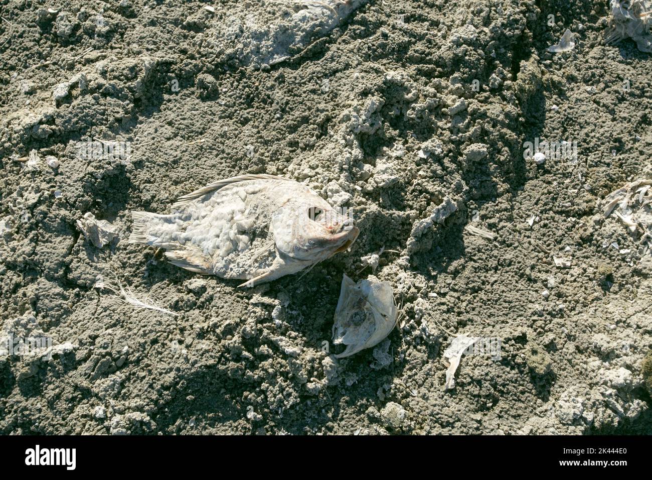 Salton Sea, California, USA. Decicated fish due to drought Stock Photo