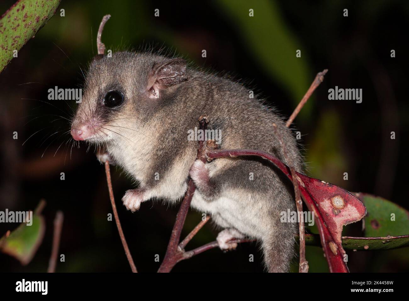 Eastern Pygmy Possum climbing in bushes Stock Photo Alamy