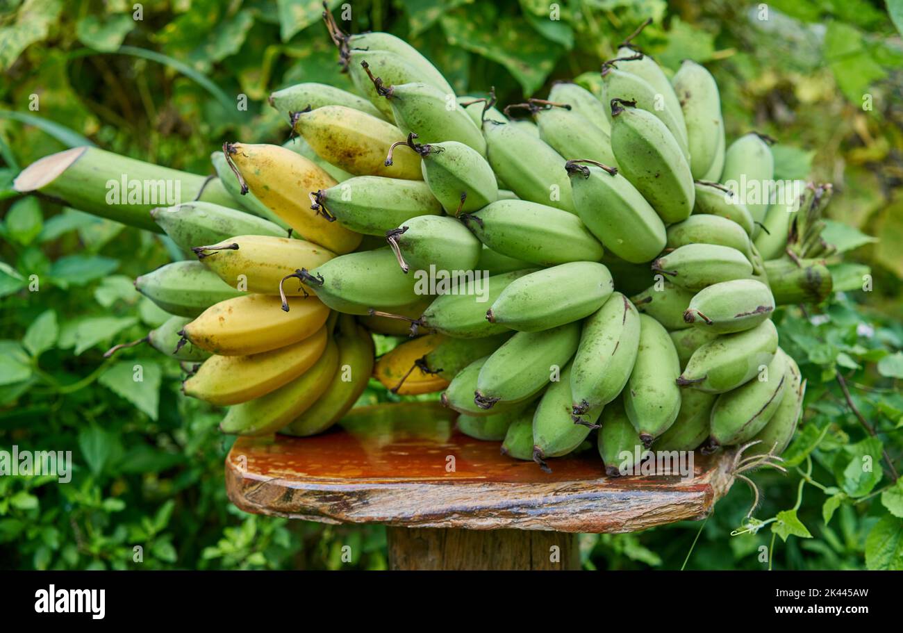 Fresh organic bananas just cut from a tree. Stock Photo