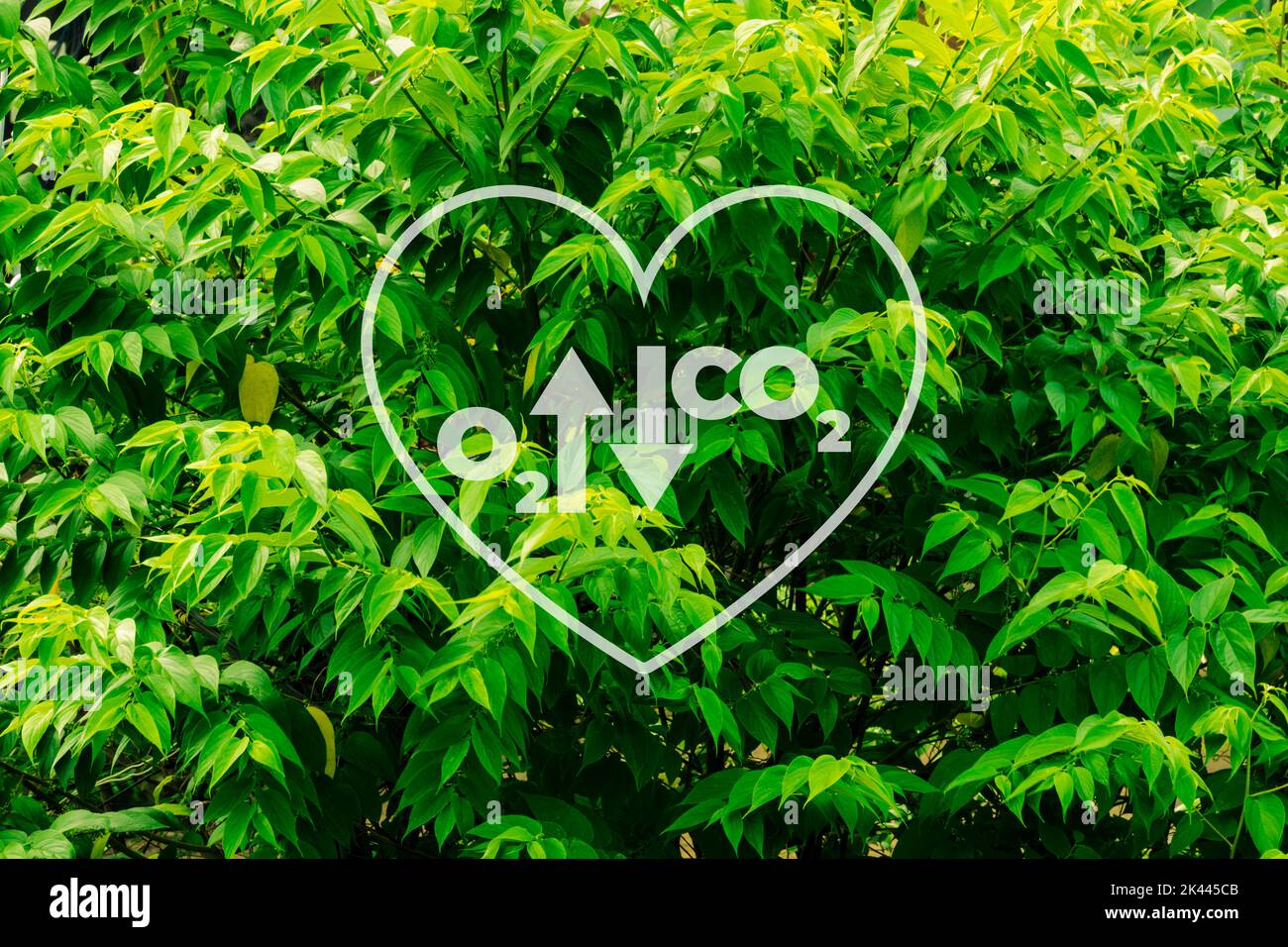 Co2 plant growth hires stock photography and images Alamy
