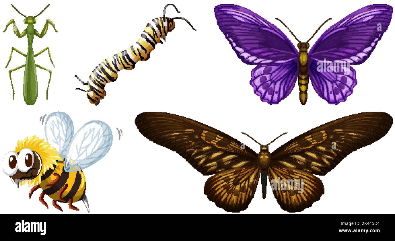 Set of different kinds of insects illustration Stock Vector Image & Art