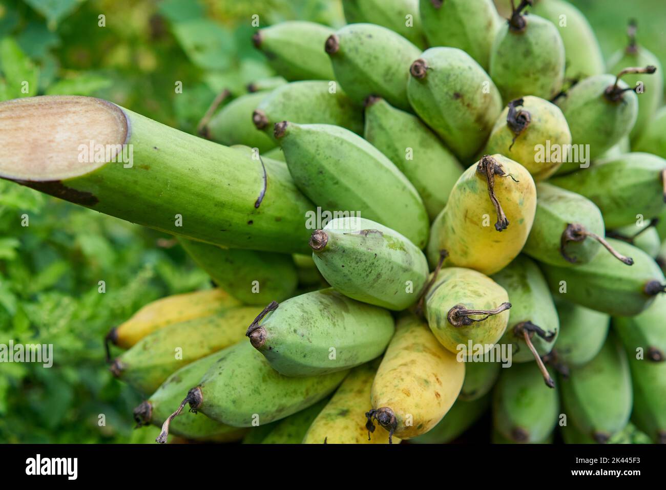 Fresh organic bananas just cut from a tree. Stock Photo