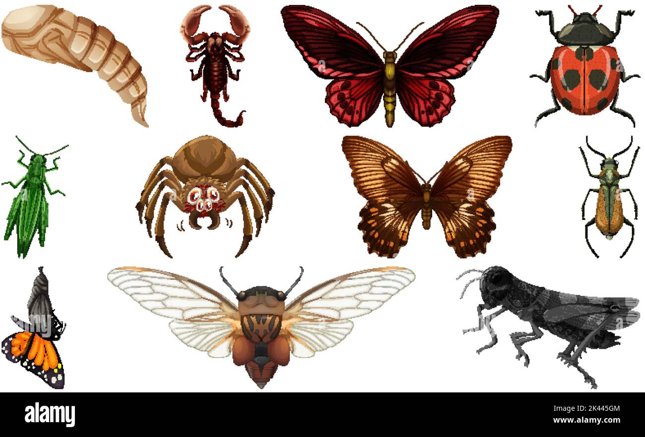 Different kinds of insects collection illustration Stock Vector Image ...