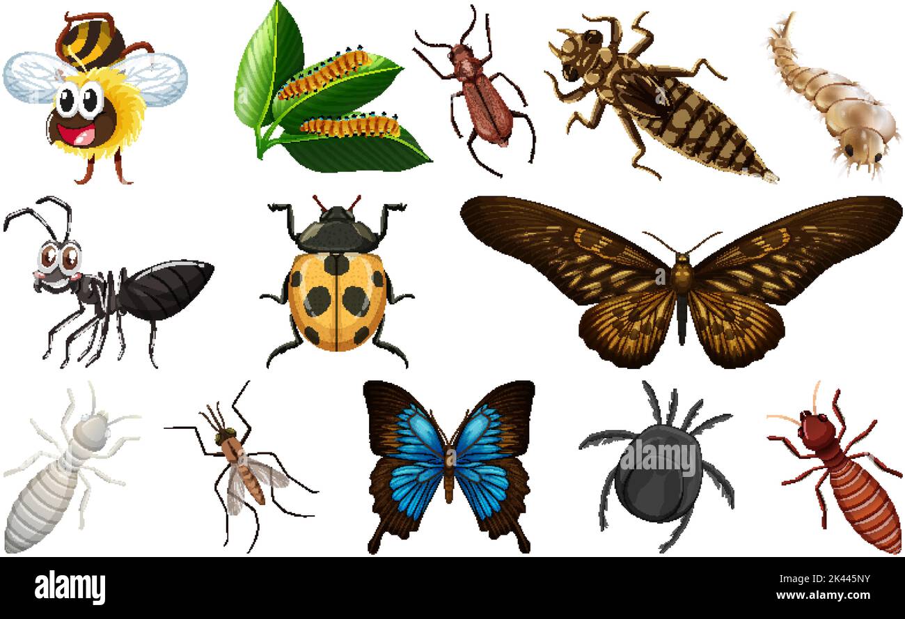 Different kinds of insects collection illustration Stock Vector Image