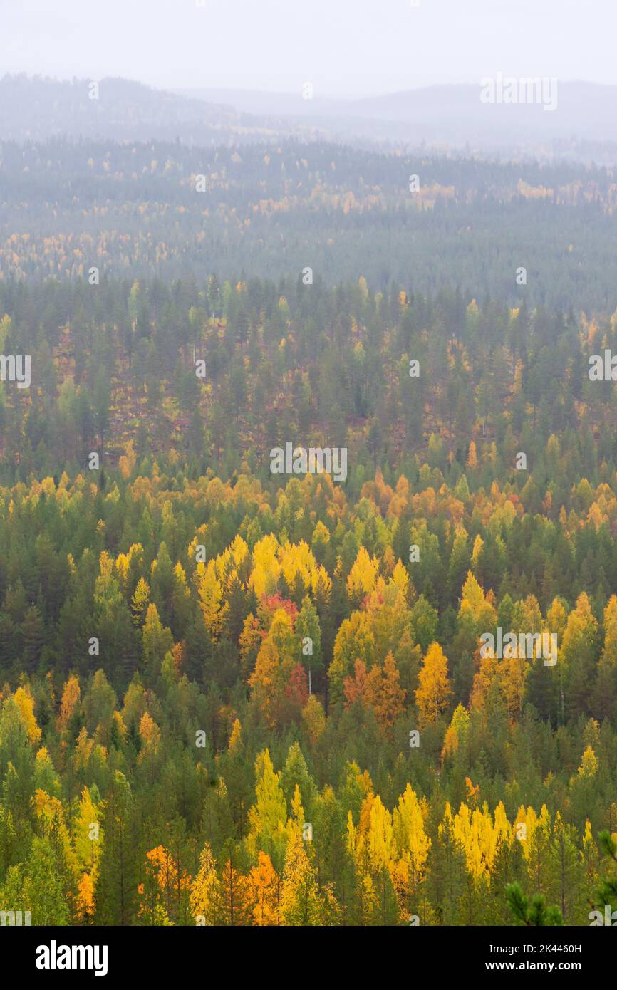 Autumnal drizzly landscape from Pallistajavaara in Pello Finland Stock Photo