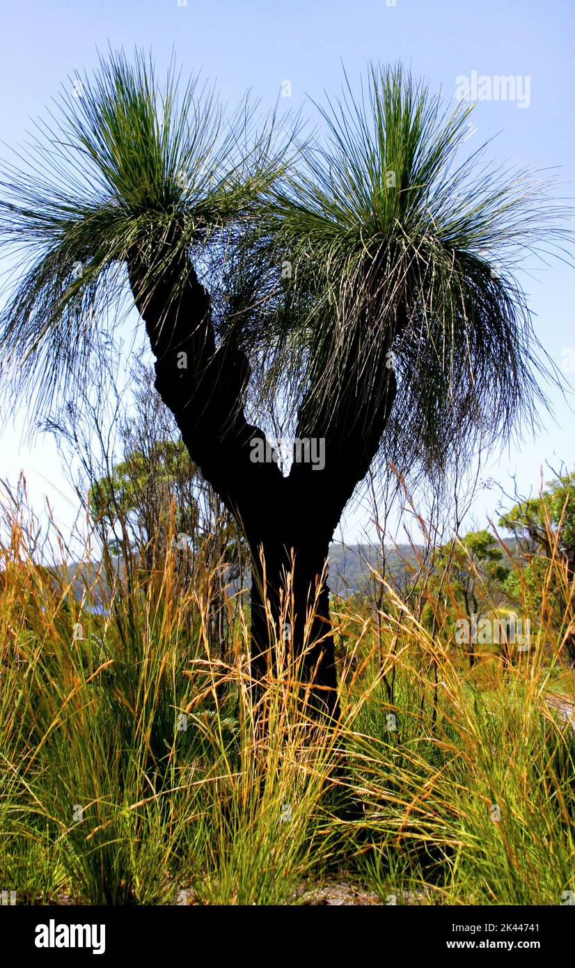 Grass tree ( Xanthorrhoea ) Plant, Southwest Australia Stock Photo
