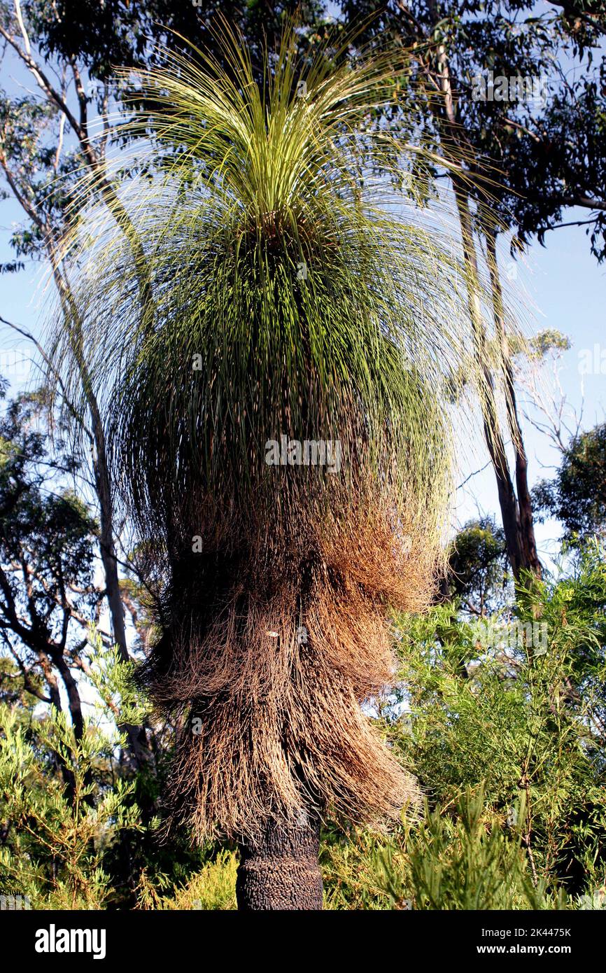 Grass tree ( Xanthorrhoea ) Plant, Southwest Australia Stock Photo