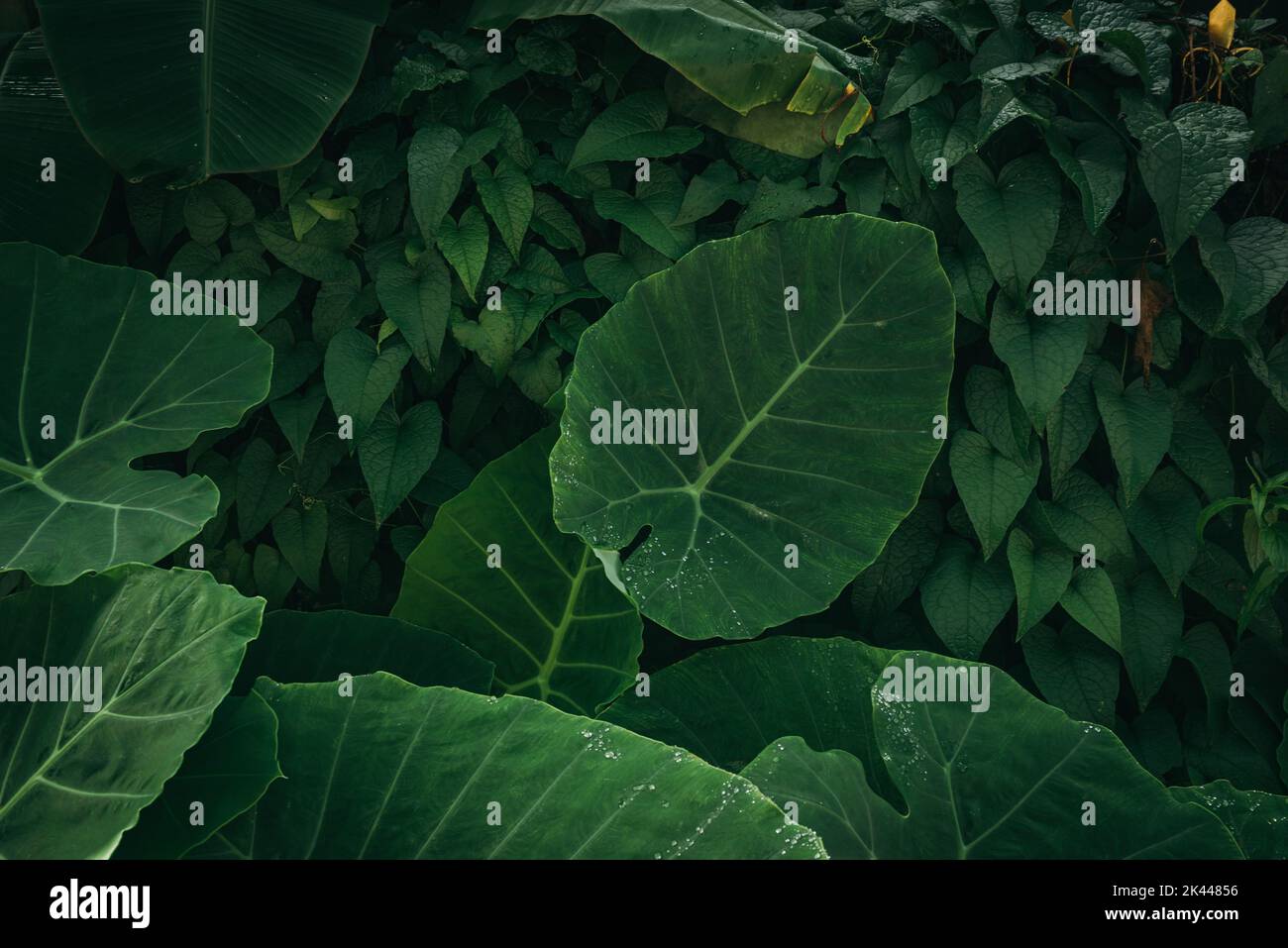 Elephant ear plants with tropical green leaves background Stock Photo ...