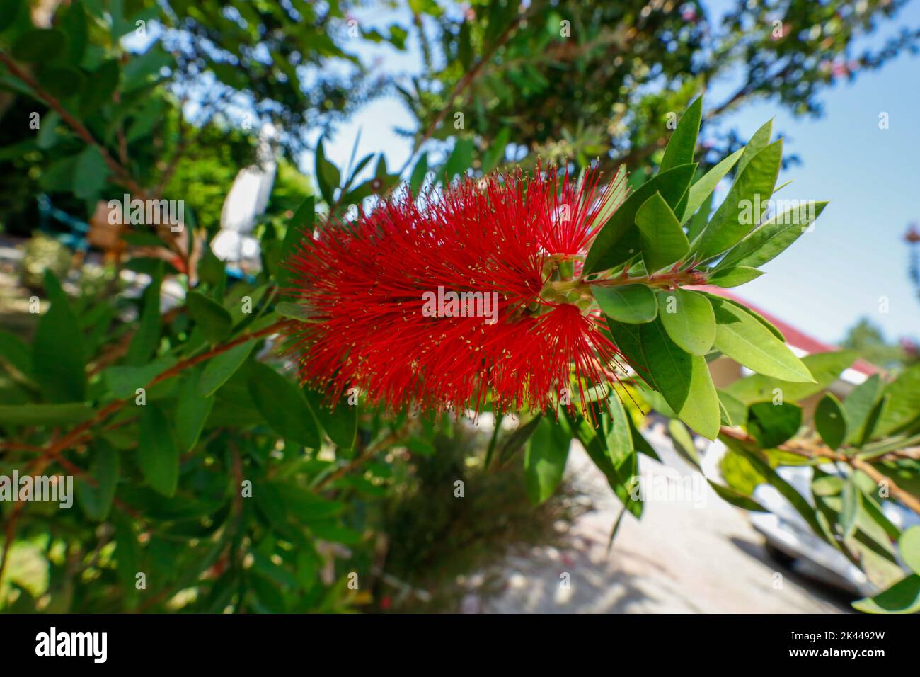 Callistemon flower on nature background. Bottlebrush flower ...