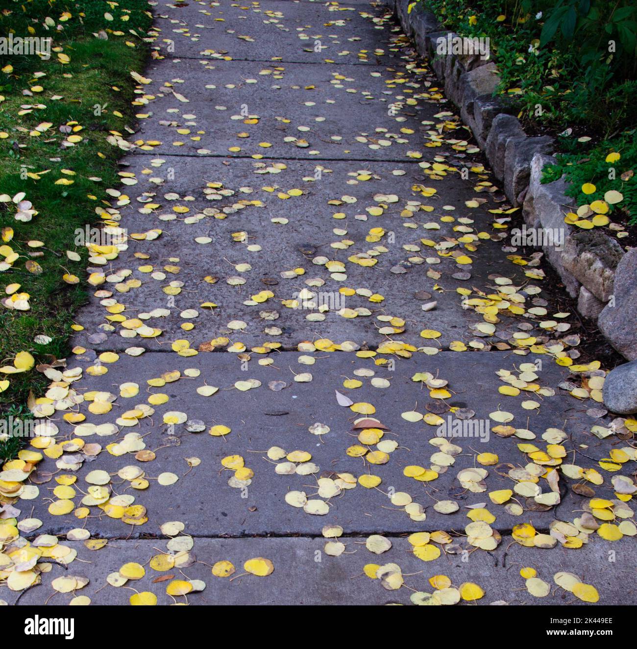 fall leaves on a path. Stock Photo
