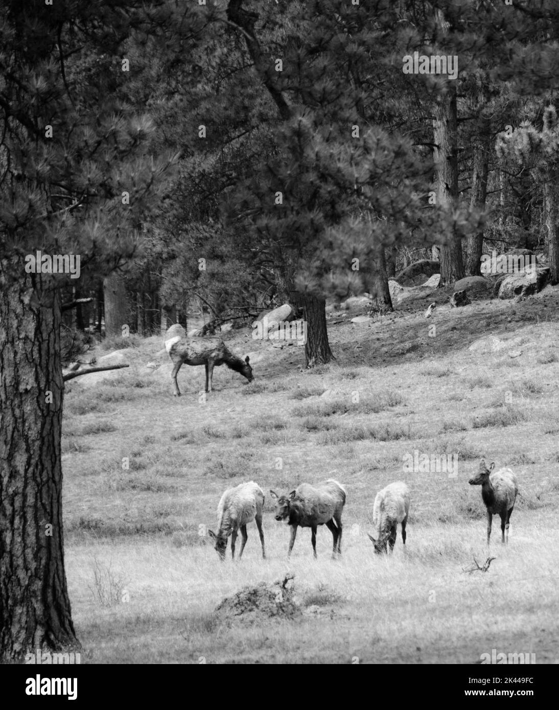 Elk Black and White Stock Photos & Images - Alamy