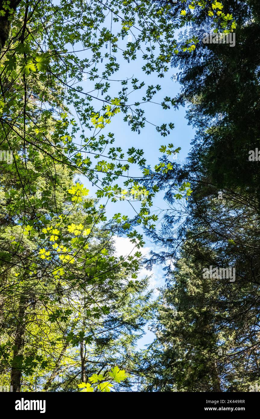 Tree branches and leaves against a blue sky on a sunny day. Stock Photo