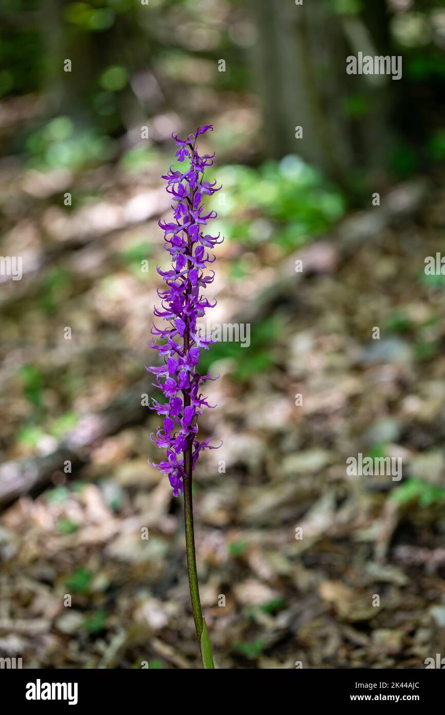 Orchis mascula flower growing in meadow, close up Stock Photo
