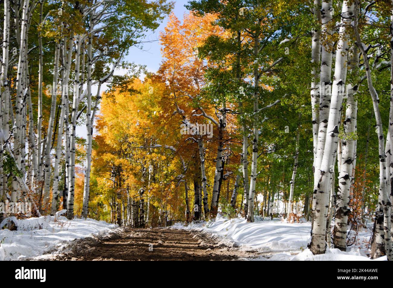 Fall colors in the Rocky Mountains Stock Photo - Alamy
