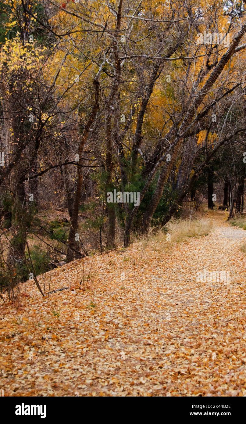 fall leaves on a path. Stock Photo