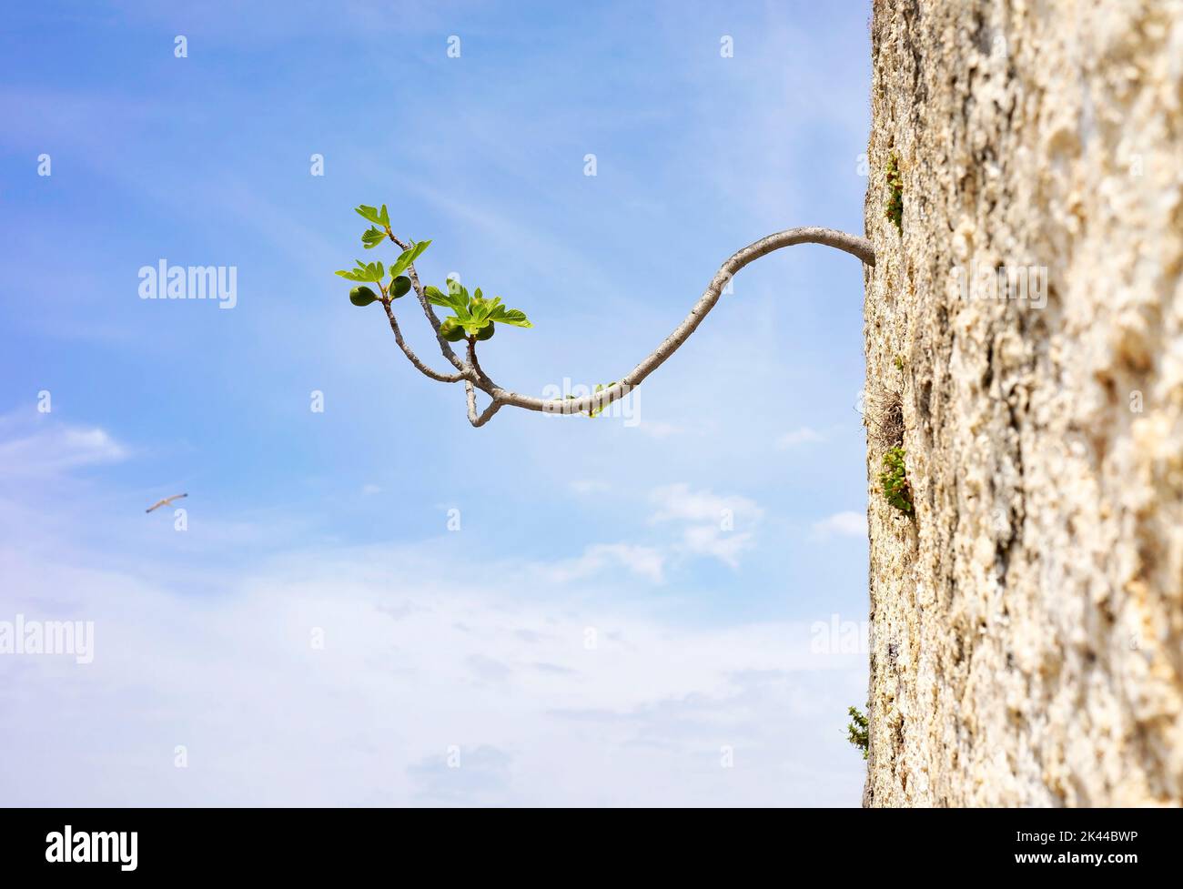Branch of a fig tree growing through a small wall hole. Stock Photo