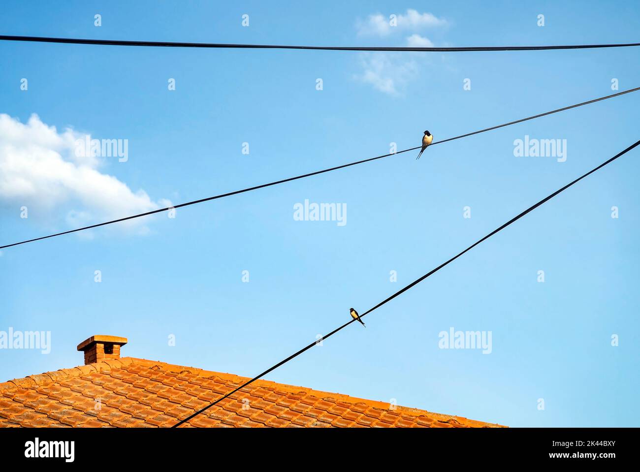 Two birds singing on a power line cable, they are tweetingg. Stock Photo