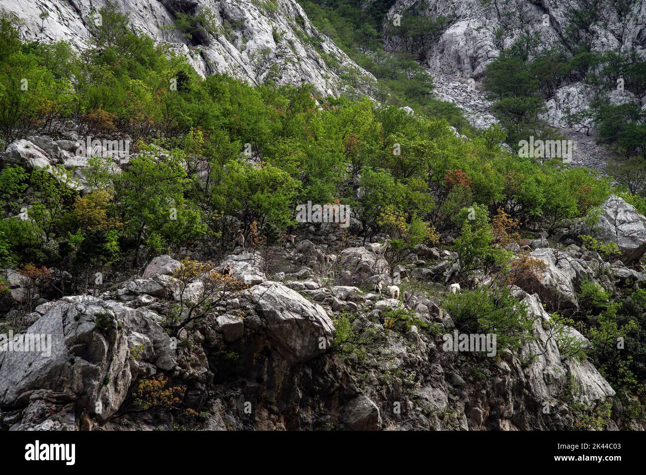 wild goats are feeding in a natural environment located in Paklenica, Croatia Stock Photo