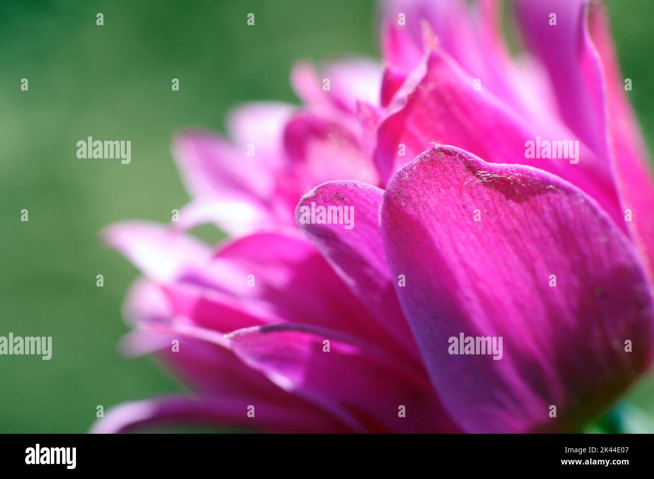Pinky Purple Flower Closeup Photography. Blossom Flower Stock Photo - Alamy