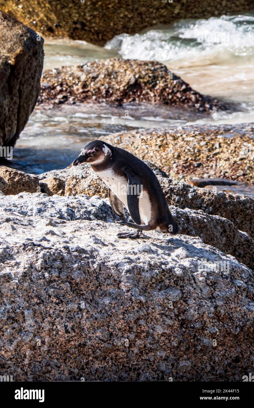 African penguin walking on the sandy beach. African penguin. Boulders colony. South Africa Stock Photo