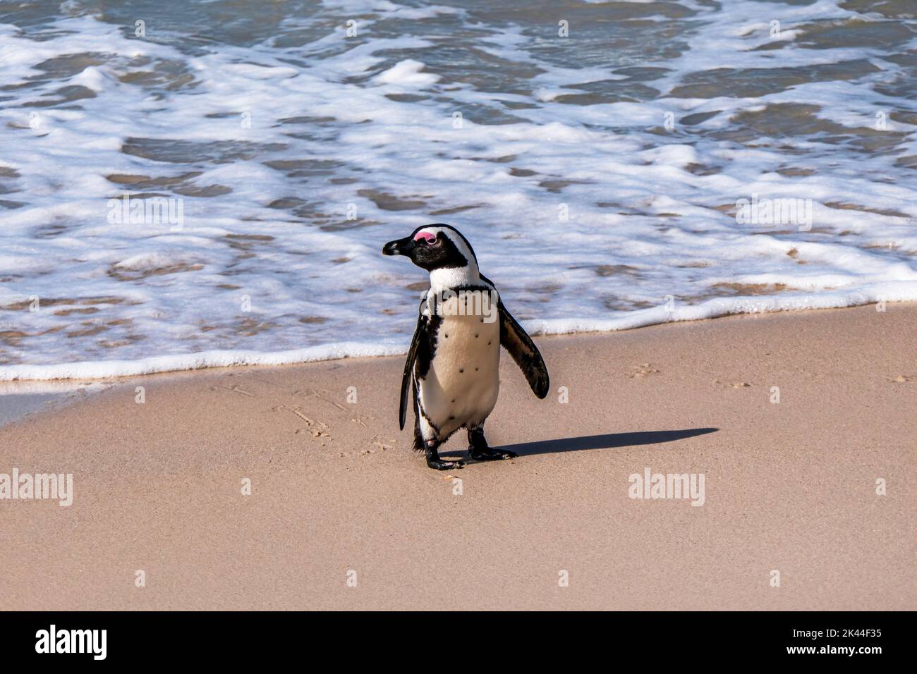 African penguin walking on the sandy beach. African penguin. Boulders colony. South Africa Stock Photo