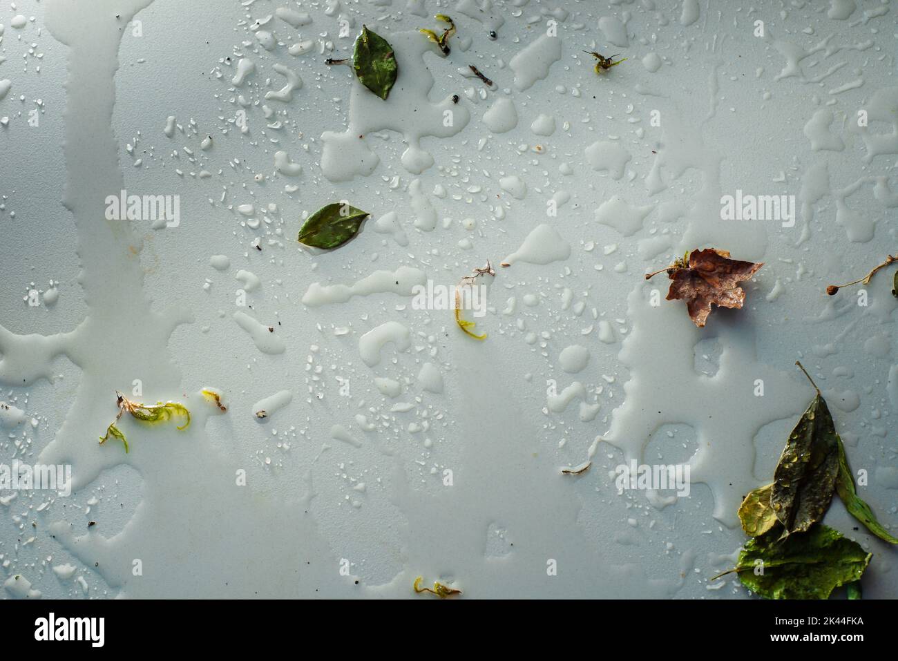 Rain texture on a light stone background, water heder with leaves and earth Stock Photo