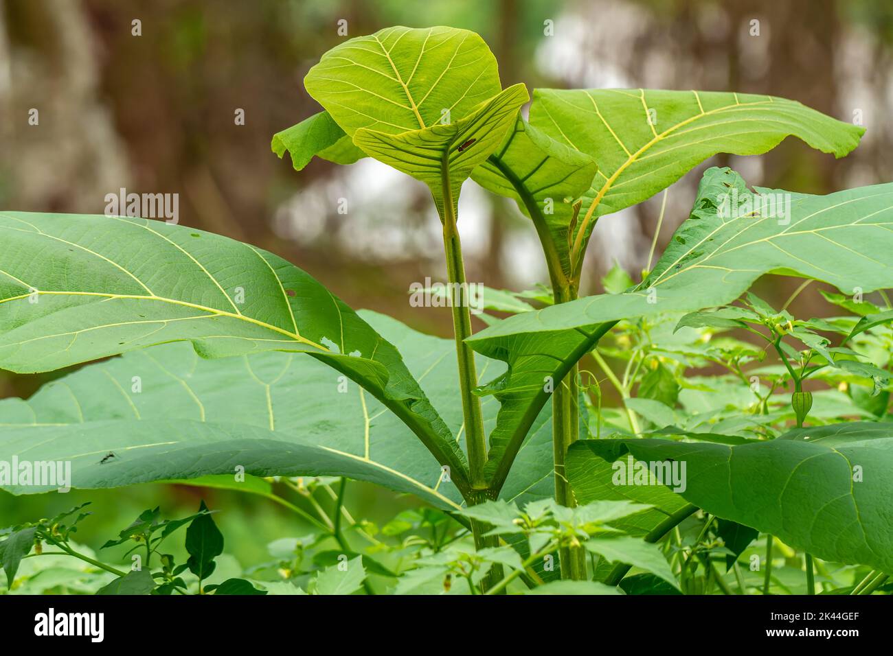Green teak tree shoots, the young part is slightly brownish, the green grass background is blurry Stock Photo