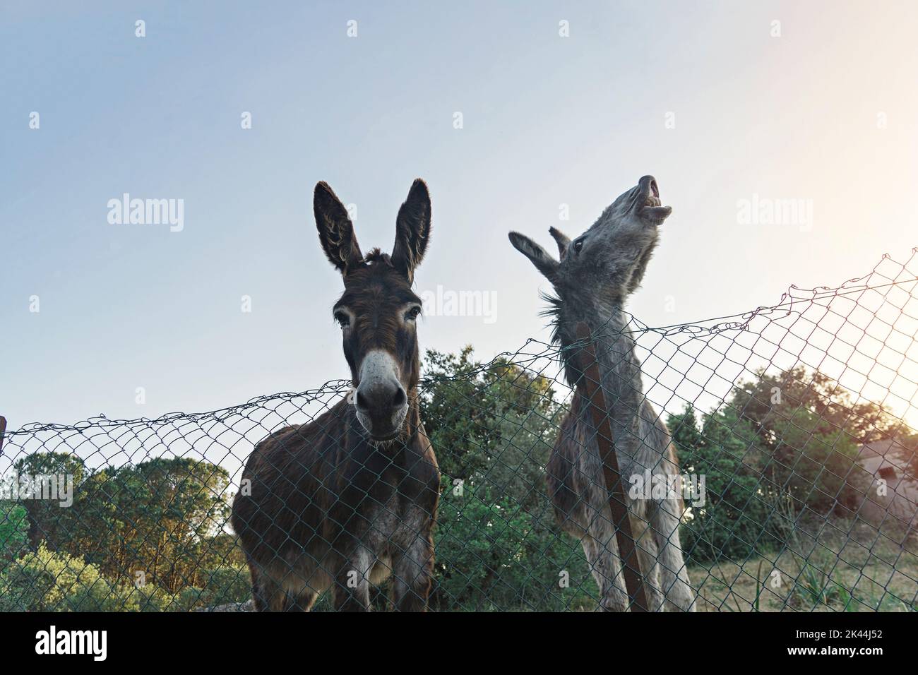 Funny donkeys pose for camera through fence of paddock against backdrop of sunset. Stock Photo