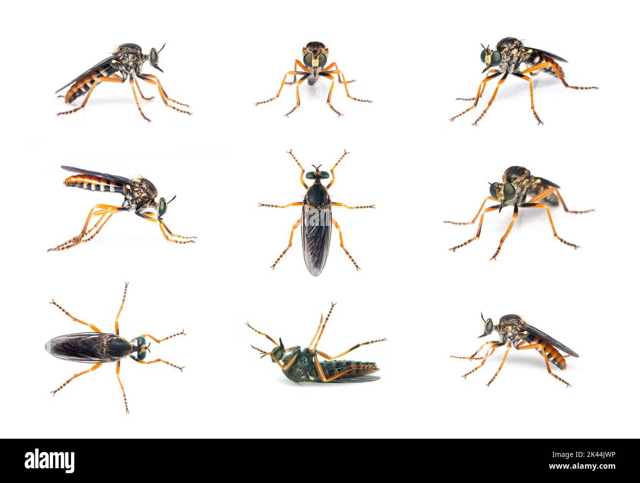 Group of the asilidae are the robber fly family, also called assassin